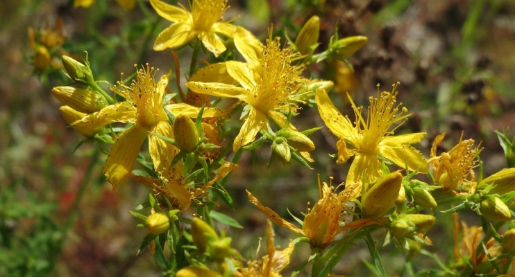 Opleidingsdag artsen (NVAA) - Plantagodag over Hypericum auro cultum 